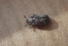Attagenus sp.